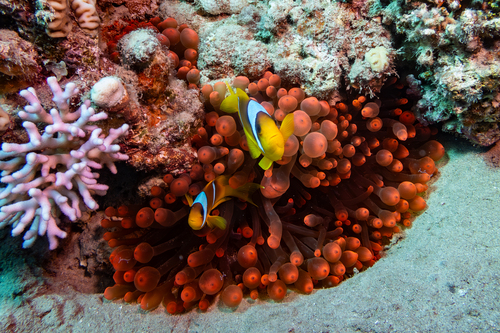 Red Sea Anemonefish — seen at this dive site