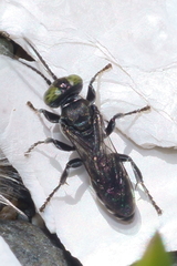 Tachysphex nigerrimus