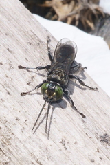 Tachysphex nigerrimus