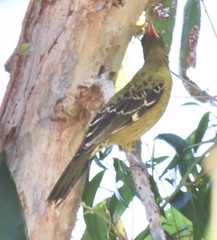 Oriolus flavocinctus