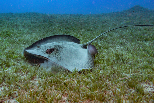 Banded whiptail stingray (Himantura uarnak) — Dasyatidae