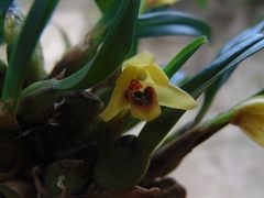Maxillaria variabilis