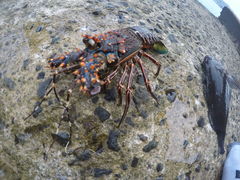 Panulirus inflatus