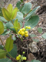 Berberis repens