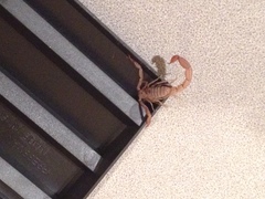 Paravaejovis confusus