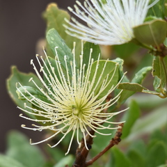 Thilachium africanum