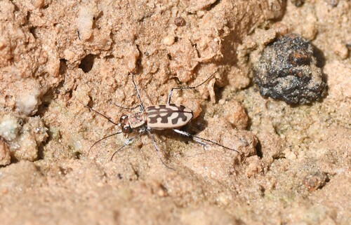 Lophyra histrio