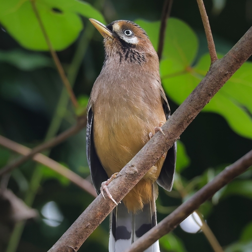 Moustached Laughingthrush