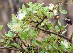 Thilachium africanum