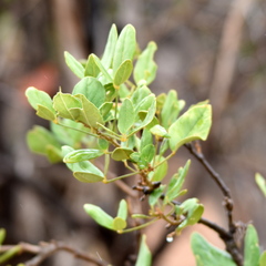 Thilachium africanum