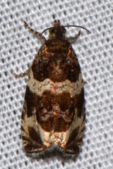 Olethreutes valdanum