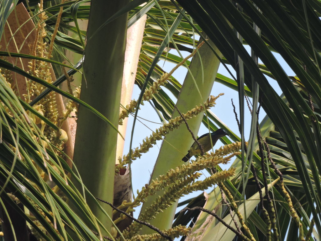 Gray-throated Sunbird photo