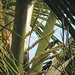 Anthreptes griseigularis - Photo (c) Mijon Tangye, algunos derechos reservados (CC BY-NC), subido por Mijon Tangye