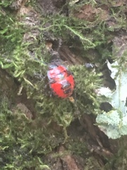 Brontocoris nigrolimbatus