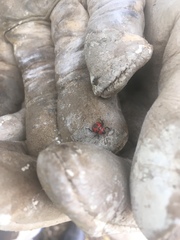 Brontocoris nigrolimbatus