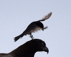 Dicrurus adsimilis fugax