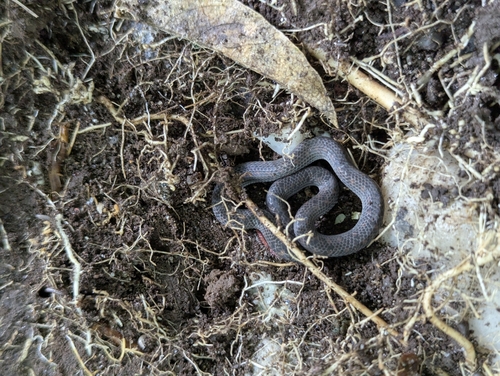 Atractus duboisi