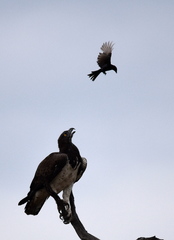 Dicrurus adsimilis fugax