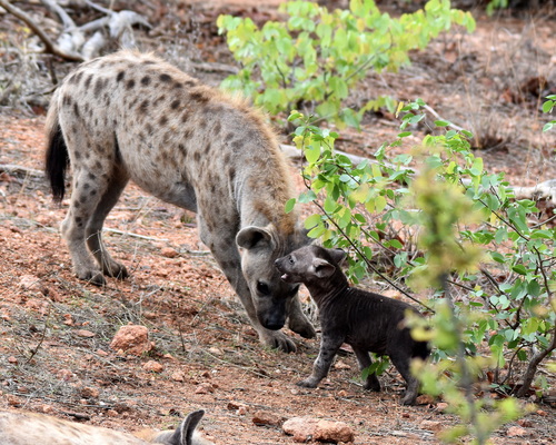 Spotted Hyena