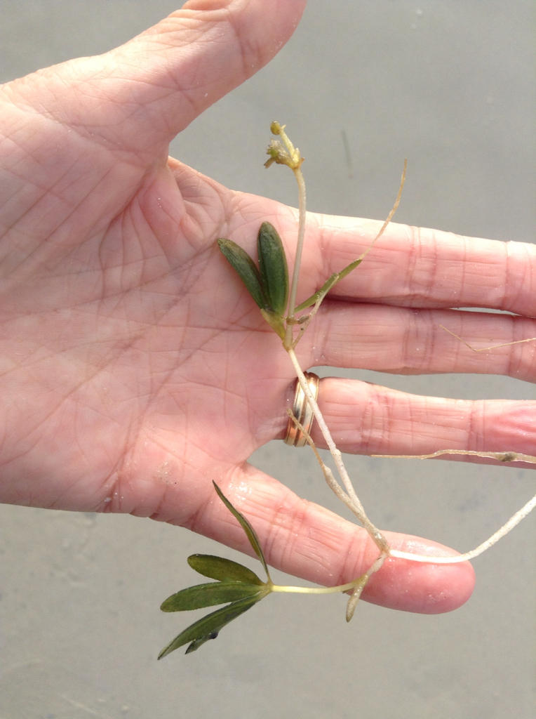 Engelmann's Seagrass