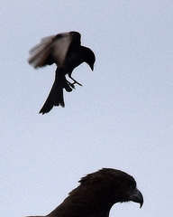 Dicrurus adsimilis fugax