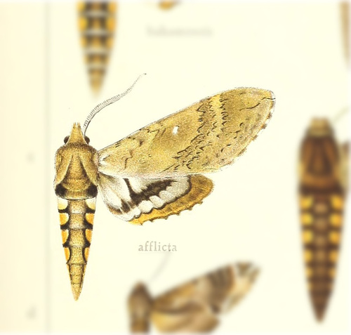 Manduca afflicta Grote, 1865