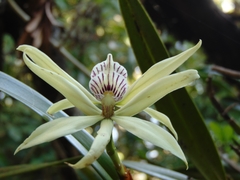 Prosthechea baculus