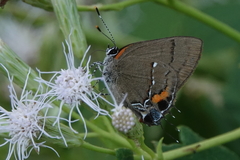 Electrostrymon angelia boyeri