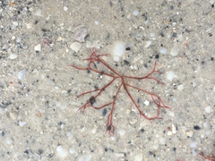 Gracilariaceae