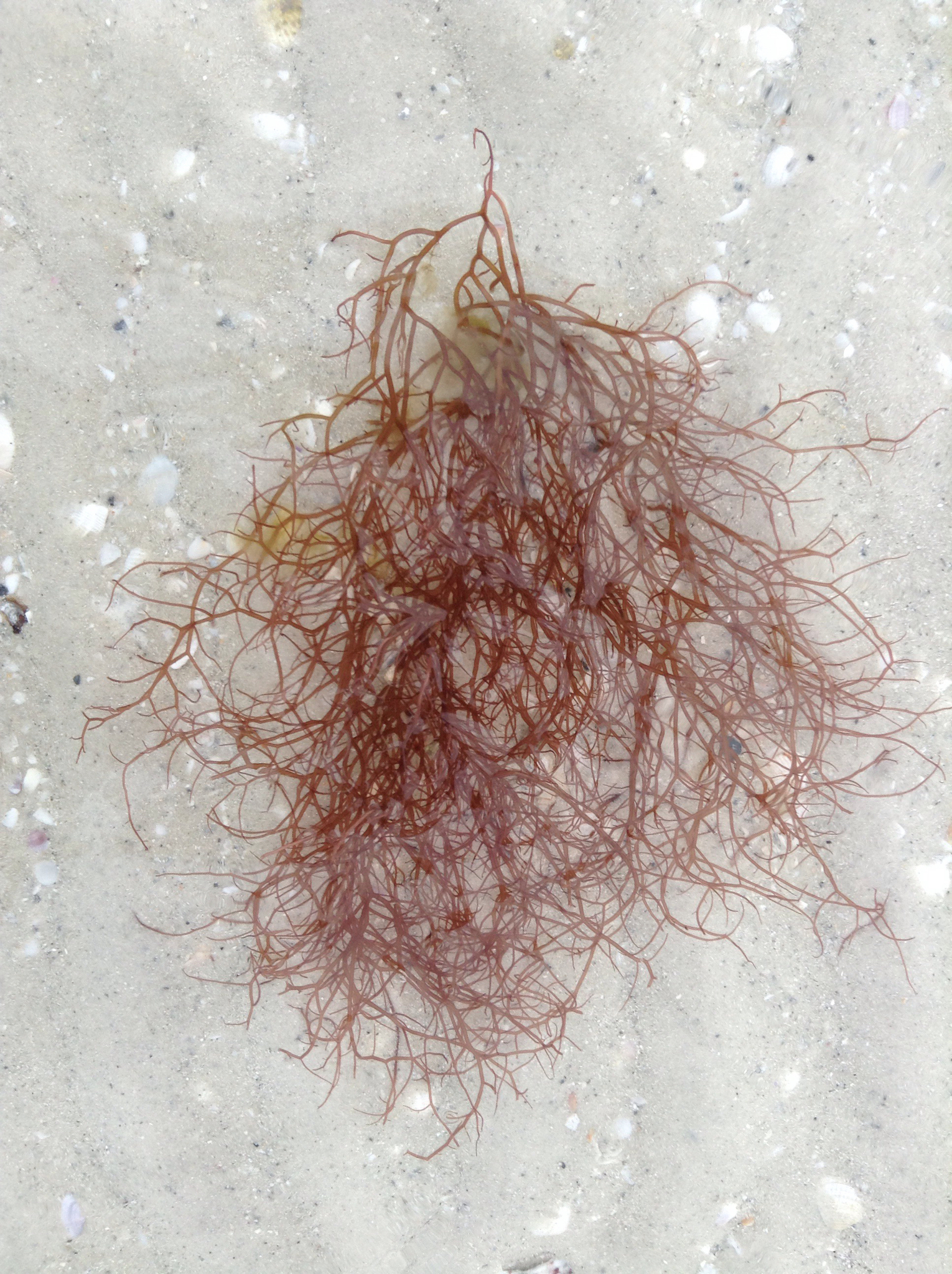 Gracilaria