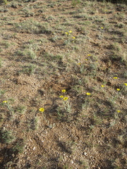 Tetraneuris argentea