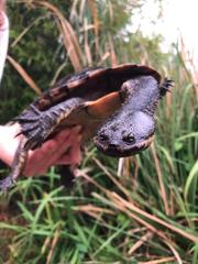 Hydromedusa tectifera