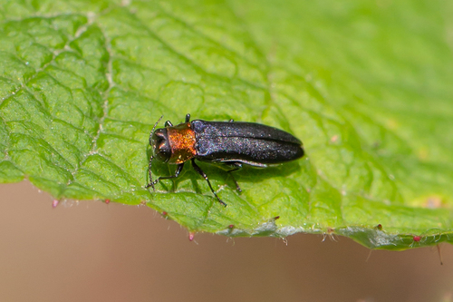 Red-necked Cane Borer