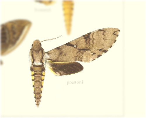 Manduca prestoni