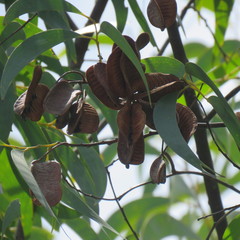 Acacia crassicarpa