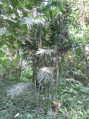 Chamaedorea pochutlensis