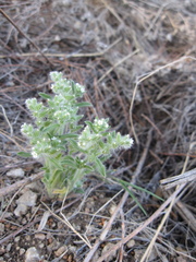 Cryptantha crassisepala