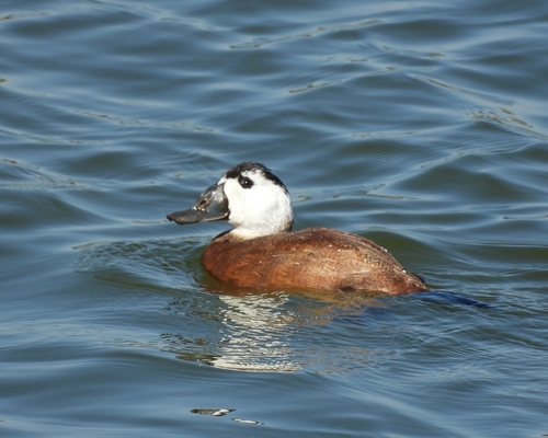 Malvasía cabeciblanca (Oxyura leucocephala)