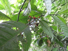 Primulaceae