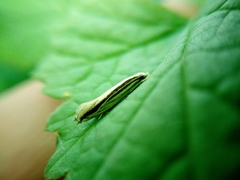 Erechthias stilbella