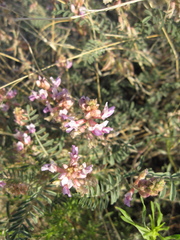 Astragalus flexuosus