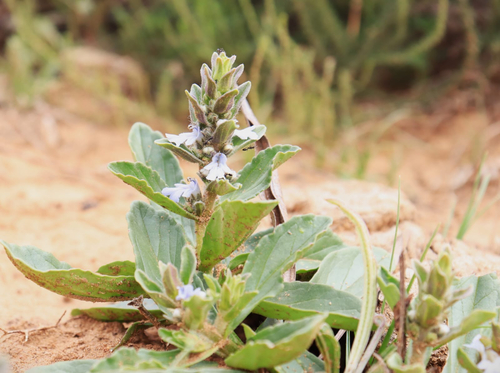 Bugle Plant