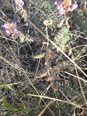 Astragalus flexuosus