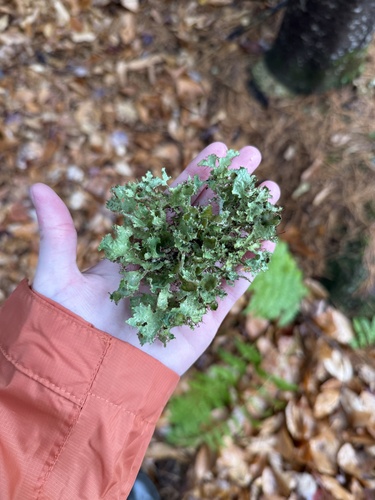 Tuckermannopsis ciliaris observed 2025-10-20