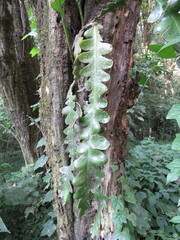 Disocactus anguliger