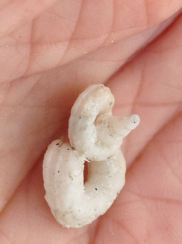 Florida Worm Snail