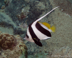 Heniochus diphreutes