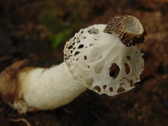 Phallus merulinus