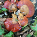 Biftek mantarı (Fistulina hepatica)