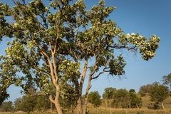 Angophora subvelutina